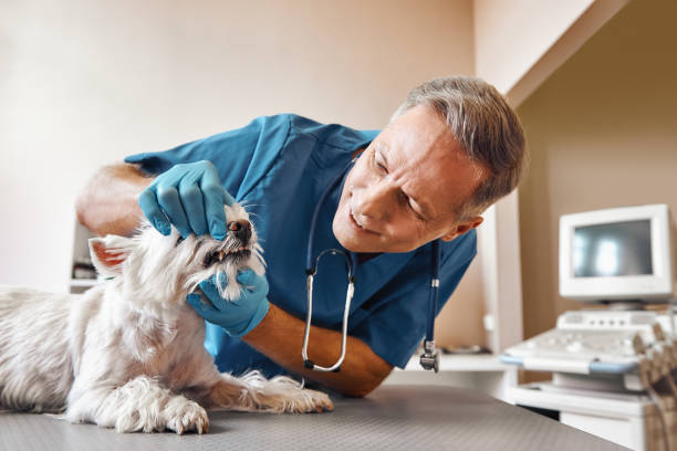Best Emergency Dental Services for Seniors in Hawaiian Paradise Park, HI
